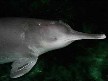 Scientist: Rare Chinese Dolphin Extinct - CBS News