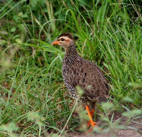 ADW: Galliformes: PICTURES