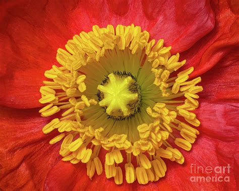 Red Poppy Photograph by Small Life Photography - Fine Art America