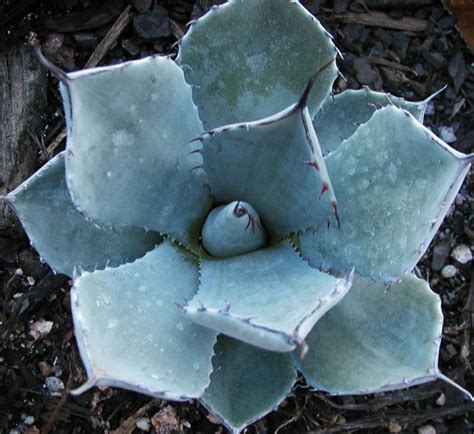 Agave spp | AustinTexas.gov