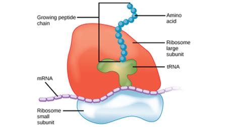 Which of the following is true about ribosomes? a) In eukaryotes and ...