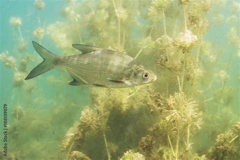 Underwater photography of Carp bream (Abramis Brama). Beautiful fish in ...