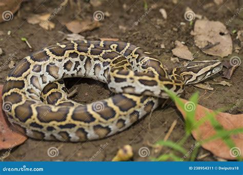 Burmese Python, Python Molurus Bivittatus, Stock Image - Image of ...