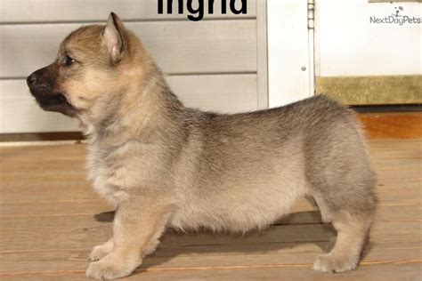 Swedish Vallhund puppy for sale near Springfield, Missouri | 6def2082-8fc1