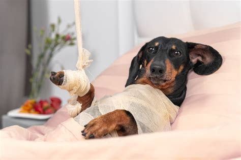 Dog Wound Care: Complete Guide | Nashua Vets