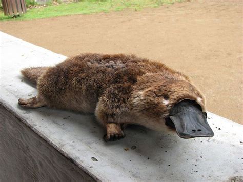 Platypus | Cute animals, Silly animals, Australia animals