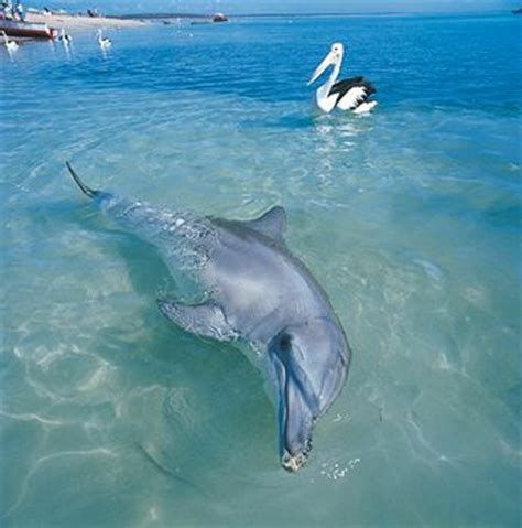 RAC Monkey Mia Dolphin Resort, Australia | Australian Accommodation