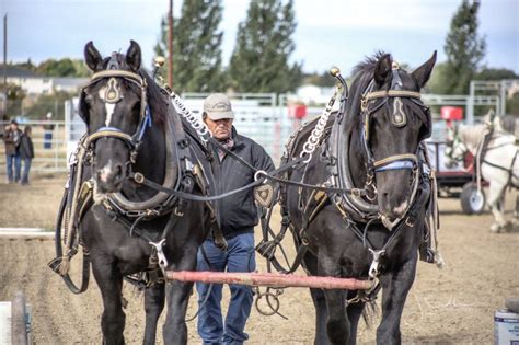 Heavy Horse Pulls | Swift Current Ag & Ex