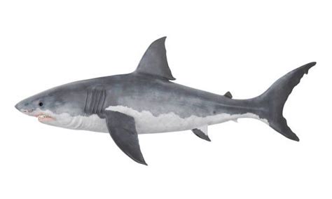 great-white-shark-isolated-illustration-id863397250 612×367 pixels | 백상아리, 상어, 초등학교 미술