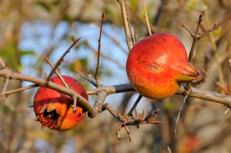 Pomegranate in the wild stock photo. Image of fresh, ripe - 26813322