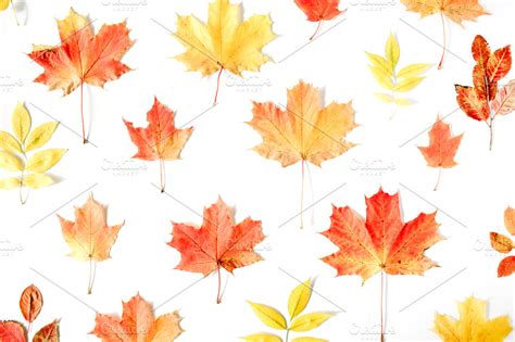 Fall background with maple leaf | Nature Stock Photos ~ Creative Market