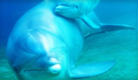 Pregnant woman opts for 'dolphin-assisted birth' - Washington Times