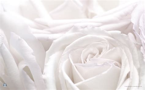 White Rose Background Wallpaper 35183 - Baltana