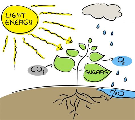 Photosynthesis Drawing at GetDrawings | Free download