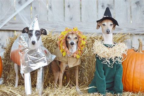 Wizard of Oz Halloween Dog Costumes | Dog halloween costumes, Dog halloween, Dog costumes