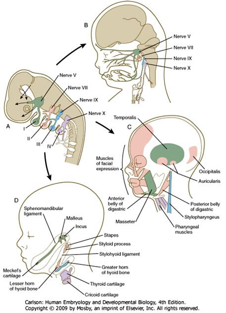 Branchial Pouch Derivatives