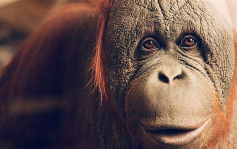 720P free download | Orangutan, Animal, apes, Asian, HD wallpaper | Peakpx