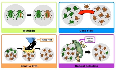 Unit 4: Mechanisms of Evolution - Mrs. Johnson's Site