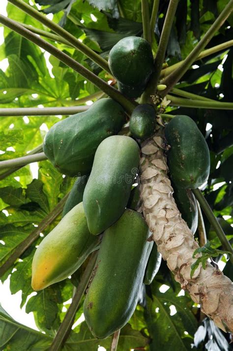 Pawpaw tree stock photo. Image of ripe, calorie, fresh - 8669192