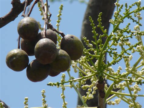 Spondias pinnata Images - Useful Tropical Plants