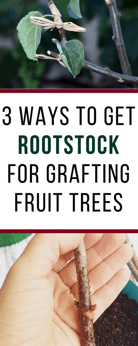 3 Ways to Get Rootstock for Grafting Fruit Trees | Grafting fruit trees, Fruit trees, Espalier ...