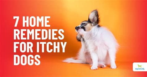Top Home Remedies For Your Dog’s Itchy Skin - Dogs Naturally
