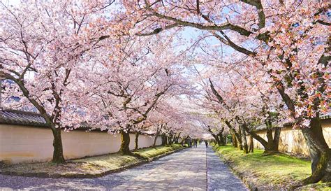 20 Best Kyoto Cherry Blossom Spots (Sakura Hanami Top Tips)