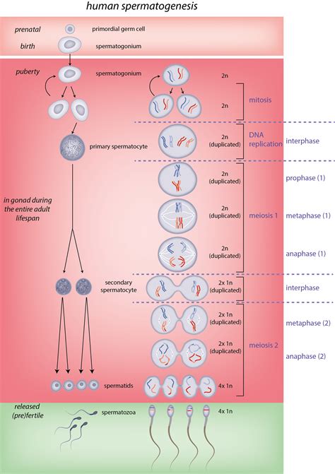 Slagter - Drawing Human spermatogenesis diagram - English labels | AnatomyTOOL