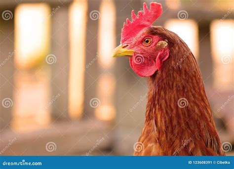 Red hen on the farm stock image. Image of chicken, bird - 123608391