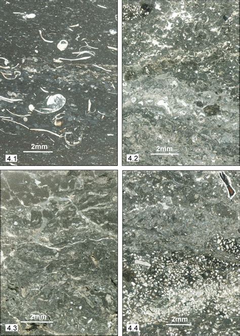 1. Scontrone South-West section. Wackestone with ostracods and ...