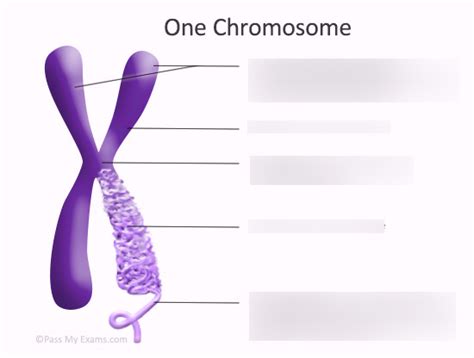 Chromosome Structure Diagram | Quizlet