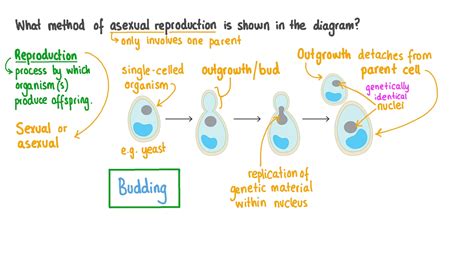 Yeast Budding Cycle