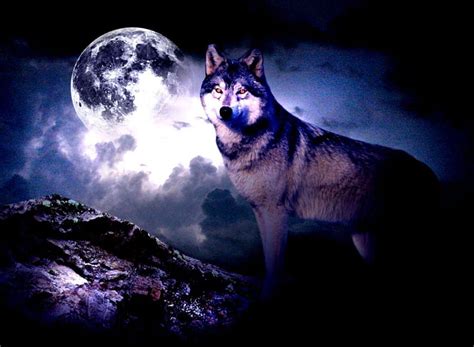 3840x2160px, 4K Free download | Wolf Moon HD wallpaper | Pxfuel