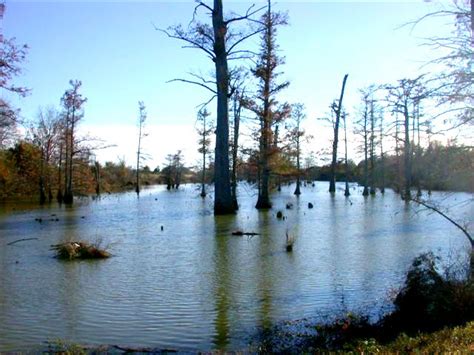 Walkin' With My Dog (aka Beautiful Places): View across the bogue near ...