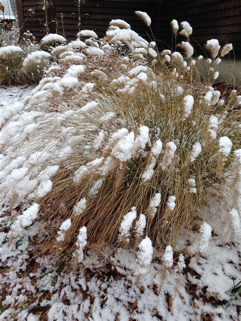 Ornamental Grass in Winter Photograph by Diane Dobrowolski - Fine Art America