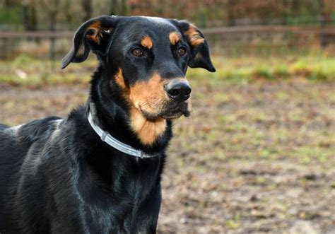 Stunning black and brown dog breeds