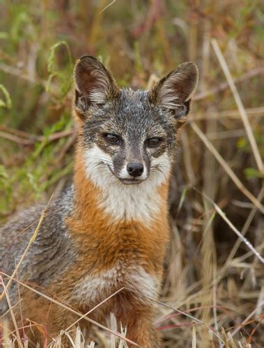 Gray Foxes (Genus Urocyon) · iNaturalist