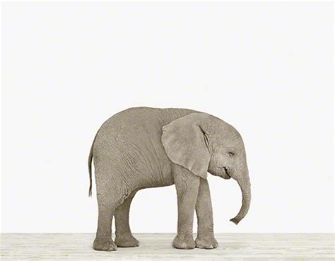 Baby Elephant Nursery Art — The Animal Print Shop