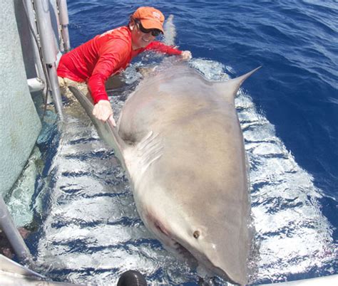 Could a Bull shark sink a shrimp boat? • Tracking Sharks