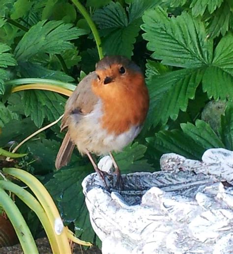 British Robin | Pet birds, Robin photos, Robin redbreast