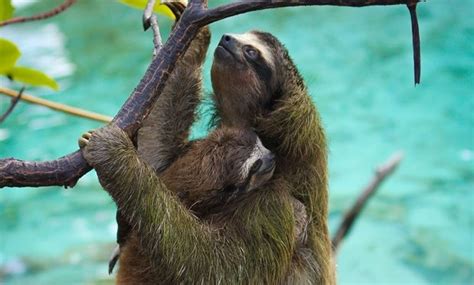 The best animal in Planet Earth II: the three-toed pygmy sloth swimming for its mate - Radio Times