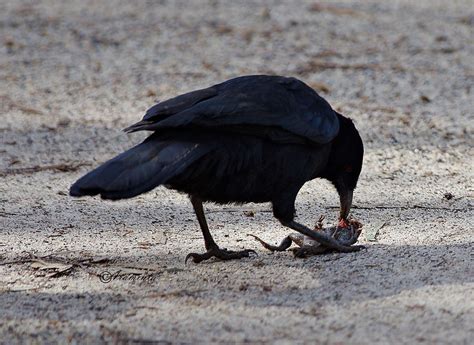 Bird of the Week: 9th September - carnivores! | BIRDS in BACKYARDS