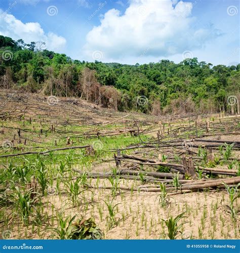 Deforestation In The Philippines 2024 - Maxy Stepha