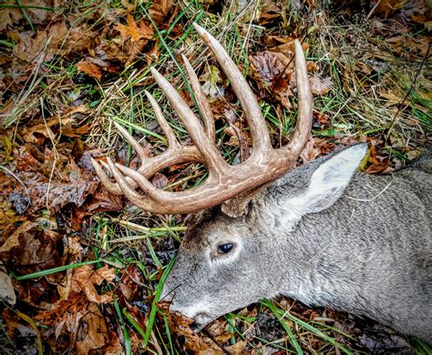 Southern Ohio 12 point Big Buck scored 139 1/8 points! Taken with a slug on a full run at 45 ...