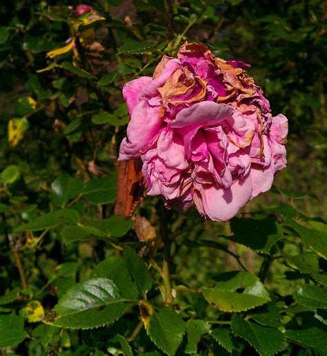 Three Dangerous Diseases of Roses — Kitchen Home Gardener