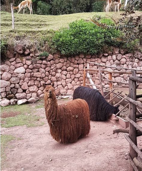 Alpaca in Peru | Peru, Alpaca, Animals