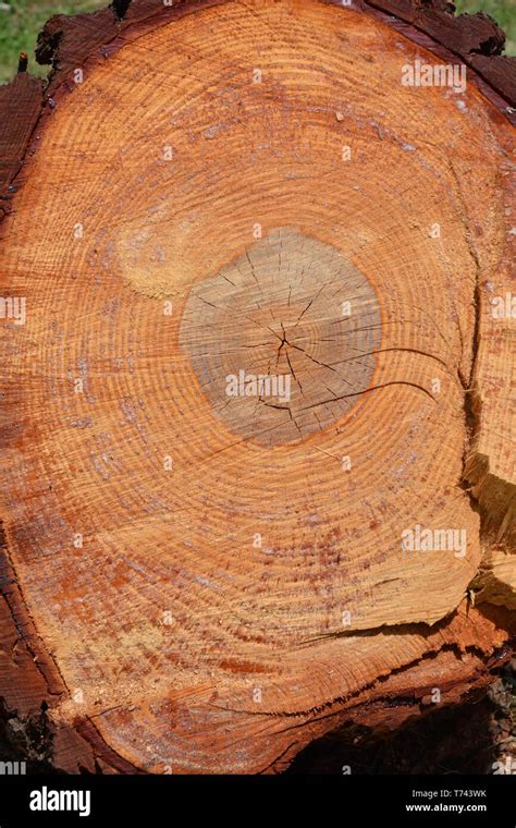 Tree trunk cut out hi-res stock photography and images - Alamy