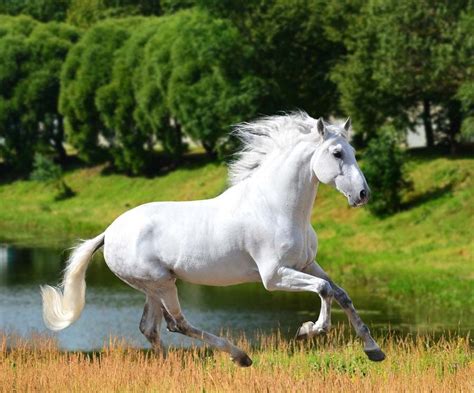 Pin de Glena Milson en Animals - Horses | Razas de caballos, Caballos ...