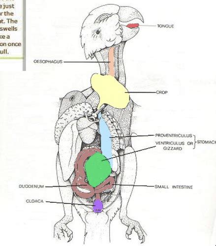 Avian: Avian Digestion Flashcards | Quizlet