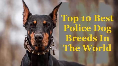 Top 10 Best Police Dog Breeds In The World | World’s Best Guard Dogs | Police dog breeds, Dog ...